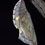 Chrysalis Pods Designed by Nature