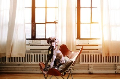 Generational Office - bring your dog to work day